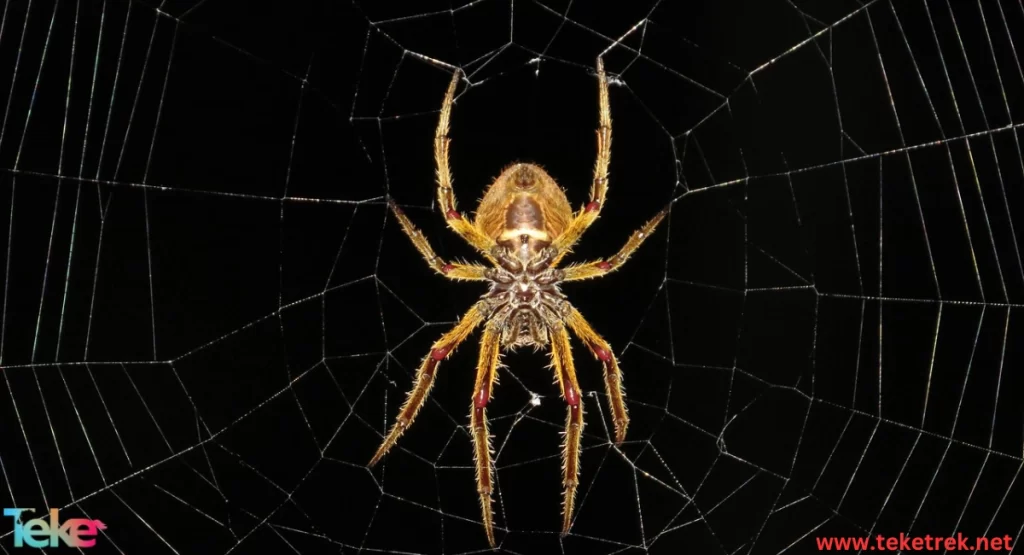 the Segmented Spiders