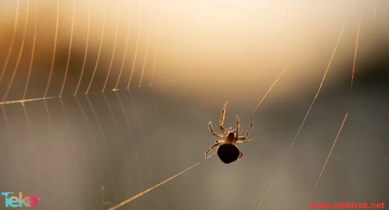 the Segmented Spiders