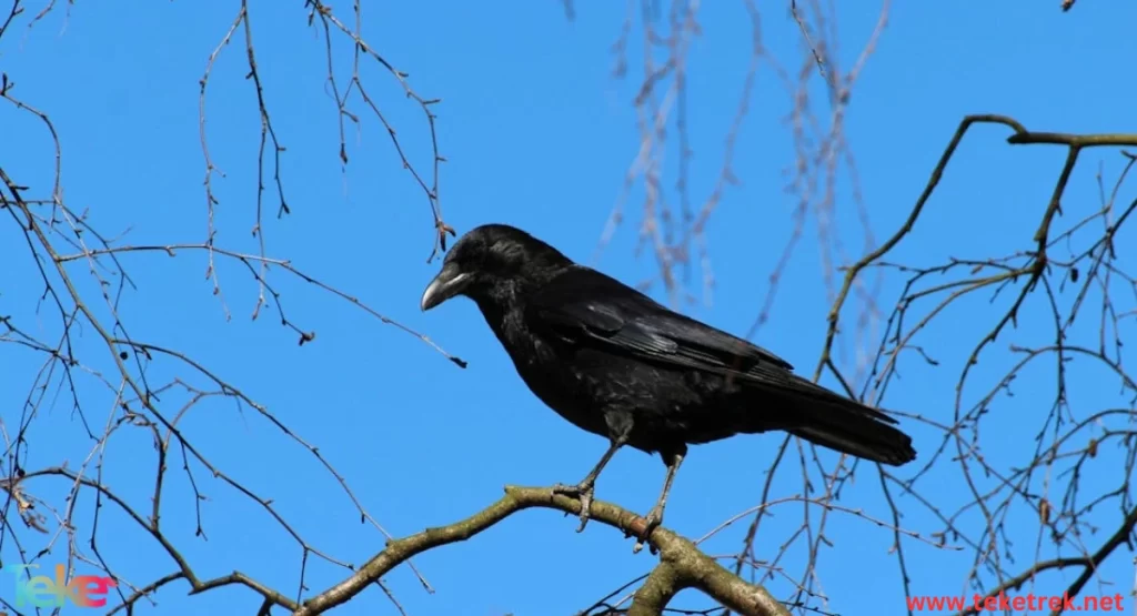 The Common Raven