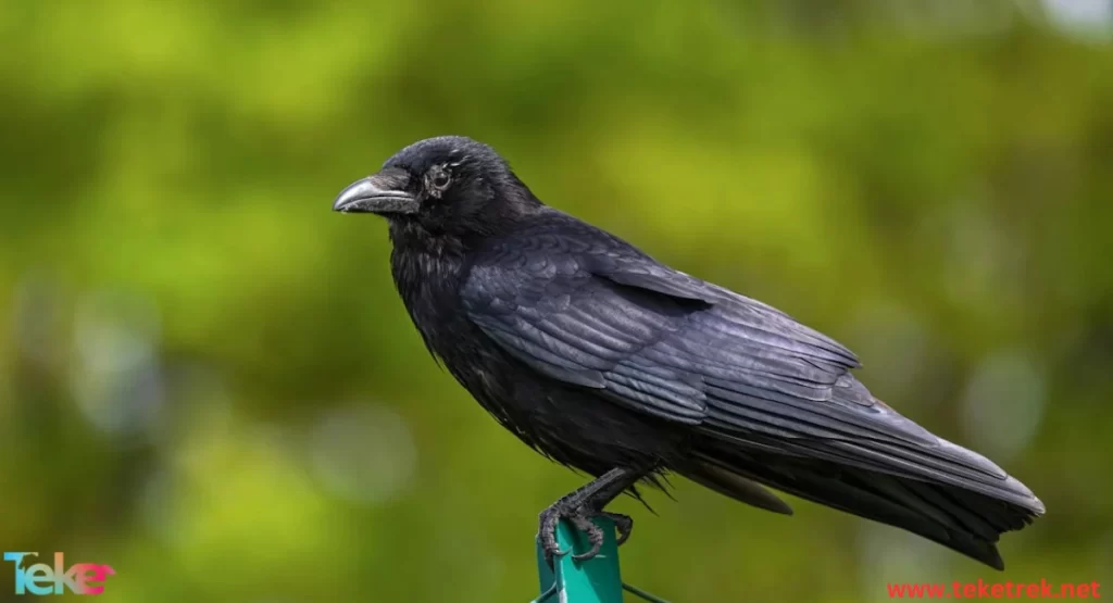 The Common Raven
