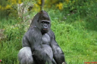 Eastern Gorilla