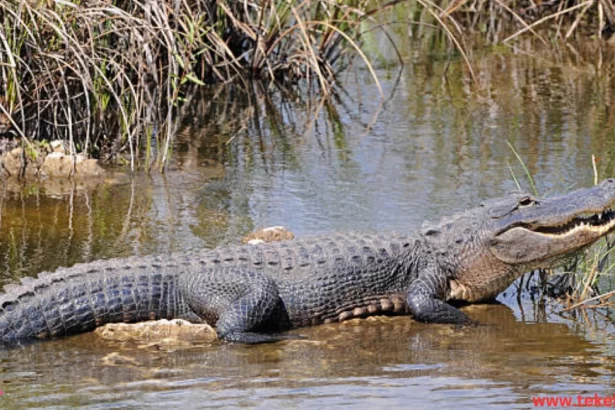 The American Alligator