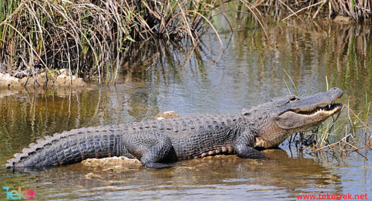 The American Alligator