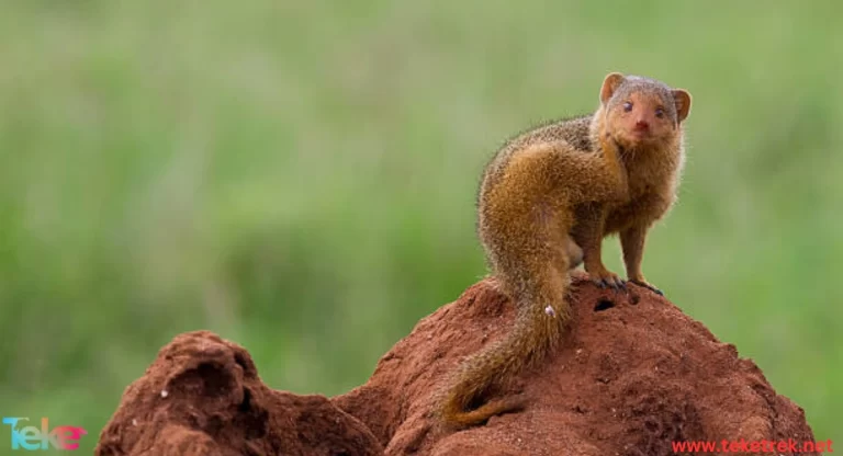 the dwarf mongoose