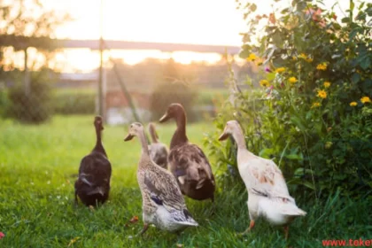 Indian Runner Ducks