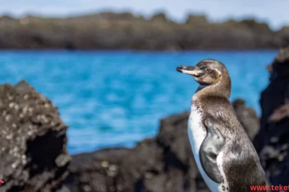 The Galapagos penguin