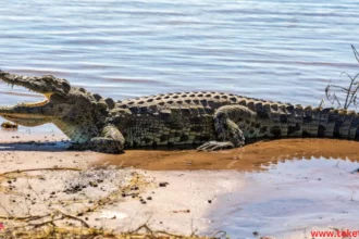 The Morelet crocodile