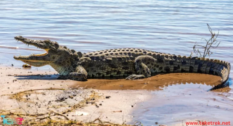The Morelet crocodile