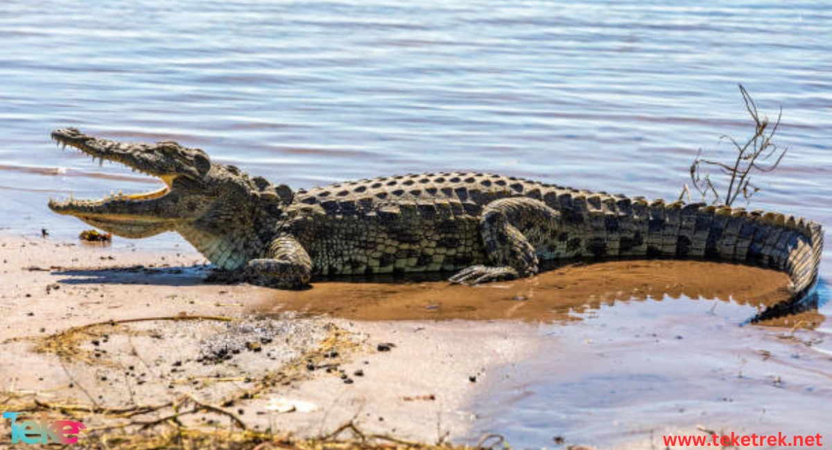 The Morelet crocodile