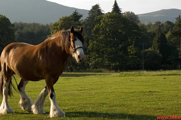 The Shire Horse