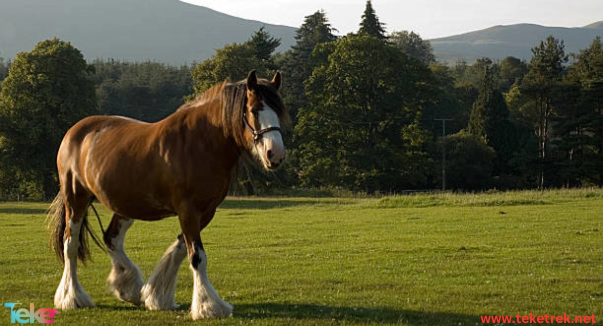 The Shire Horse