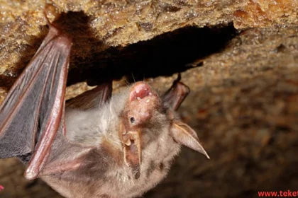 The Desert Long-Eared Bat