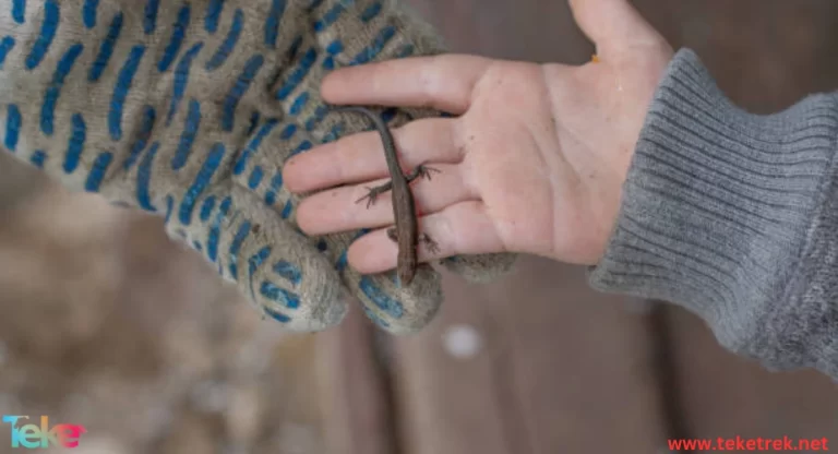 Winter reptile care tips