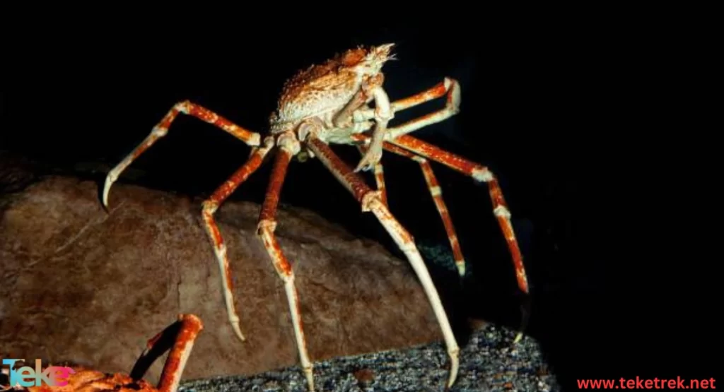 The Japanese Spider Crab