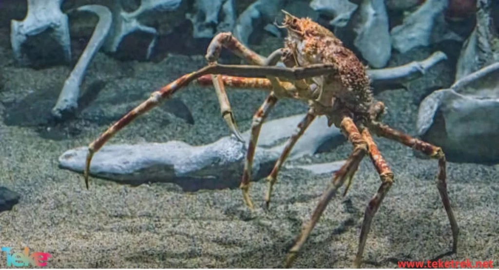 The Japanese Spider Crab