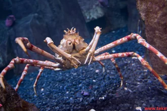 The Japanese Spider Crab