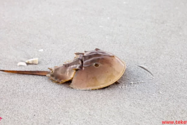 the Horseshoe Crab