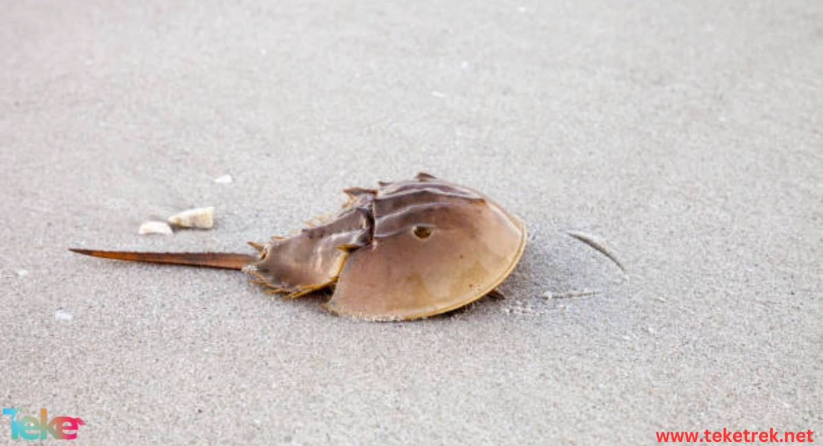 the Horseshoe Crab