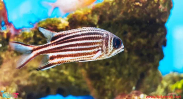 The Squirrel fish