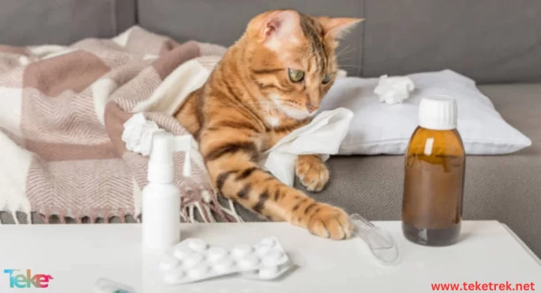 Winter diseases that affect dogs and cats