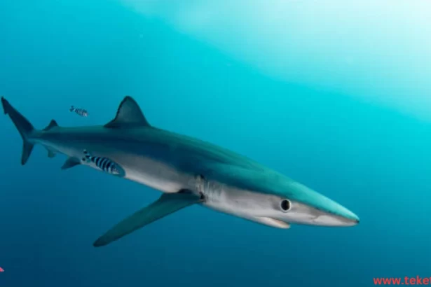 the Blue shark