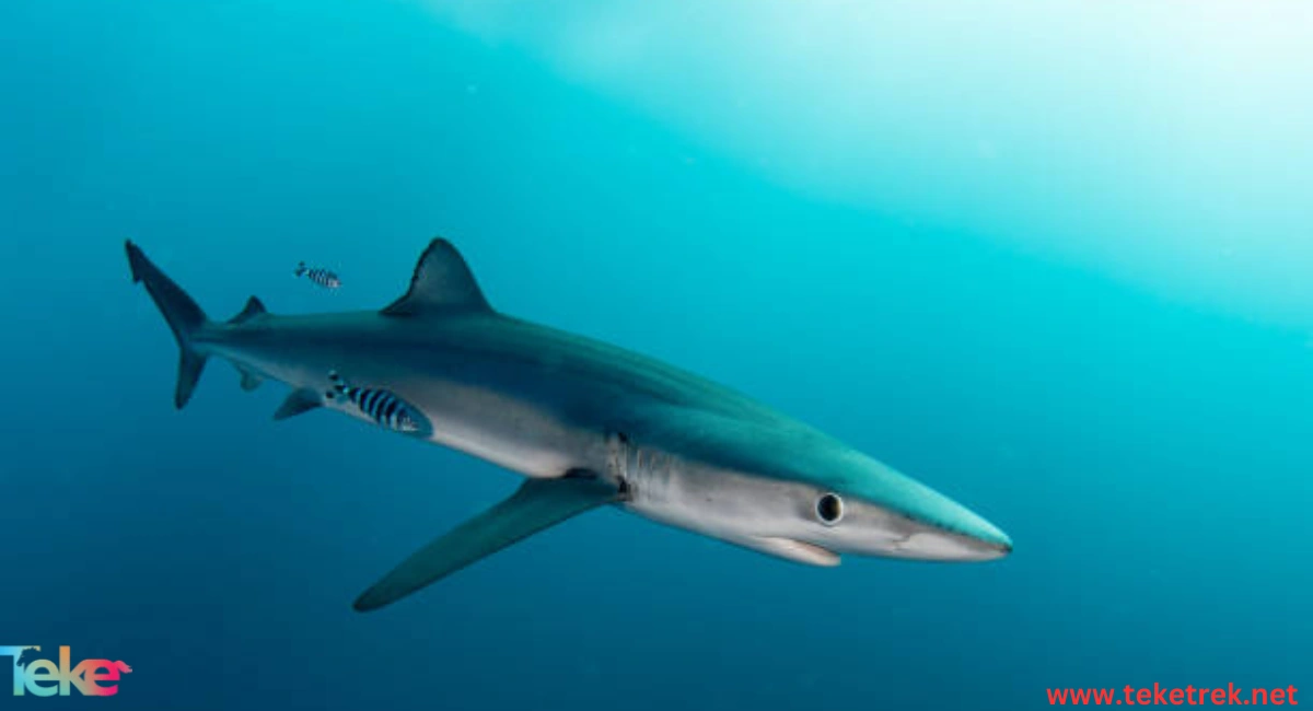 the Blue shark