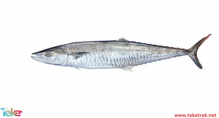 The Narrow-barred Spanish