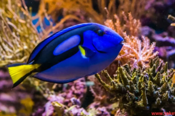 The Hippo Tang fish