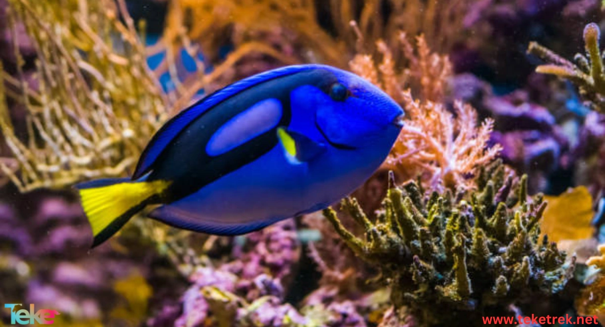 The Hippo Tang fish