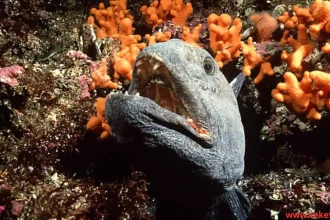 Atlantic wolffish