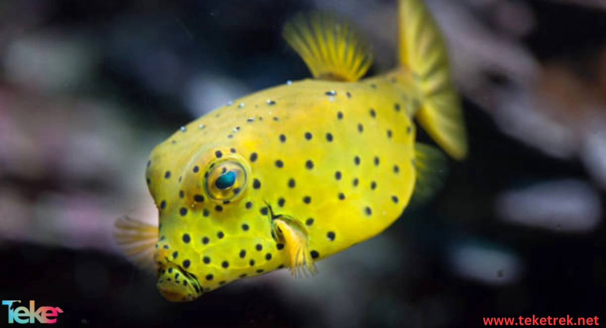 The Boxfish