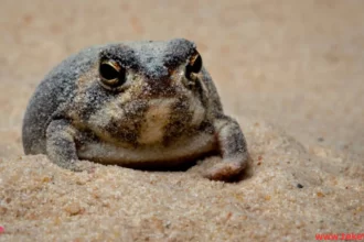 the Desert Rain Frog