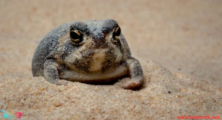 the Desert Rain Frog