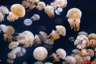 The Mushroom Cap Jellyfish