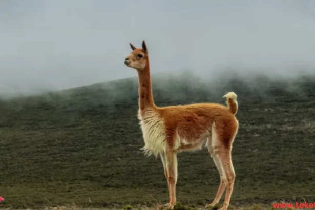 Vicuna llama