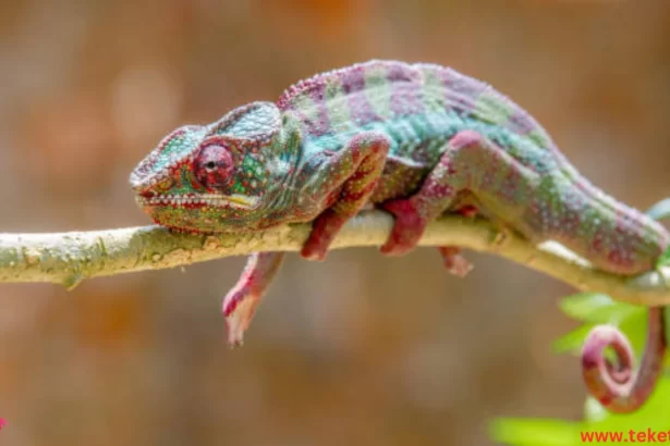 The Nano Leaf Chameleon Insect