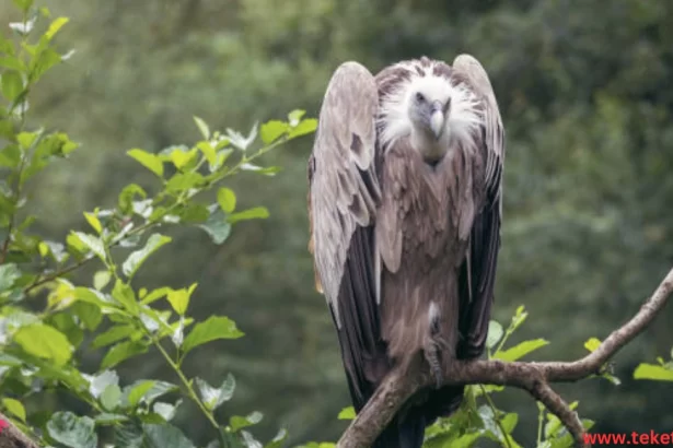 The himalayan vulture