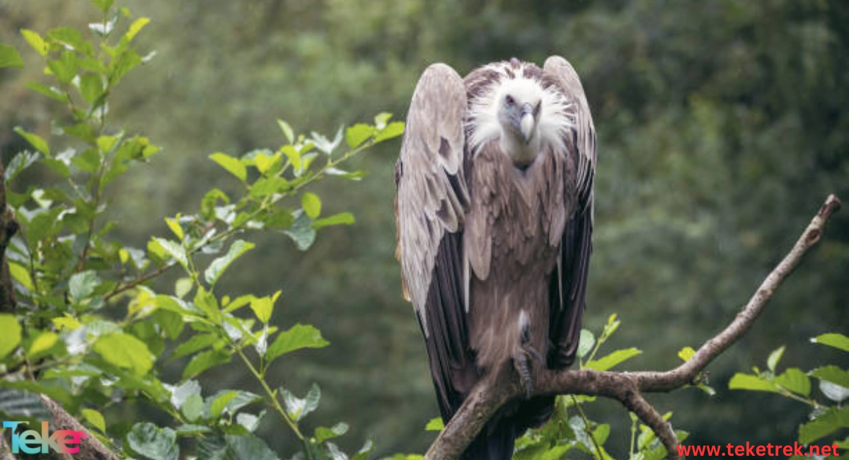 The himalayan vulture