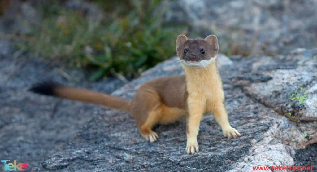 The Mountain weasel 