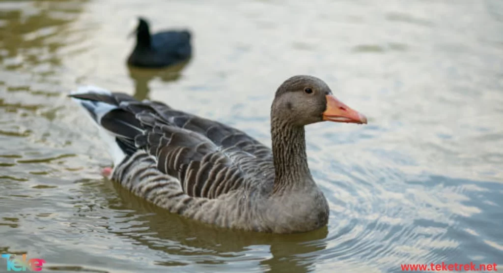 the grey goose