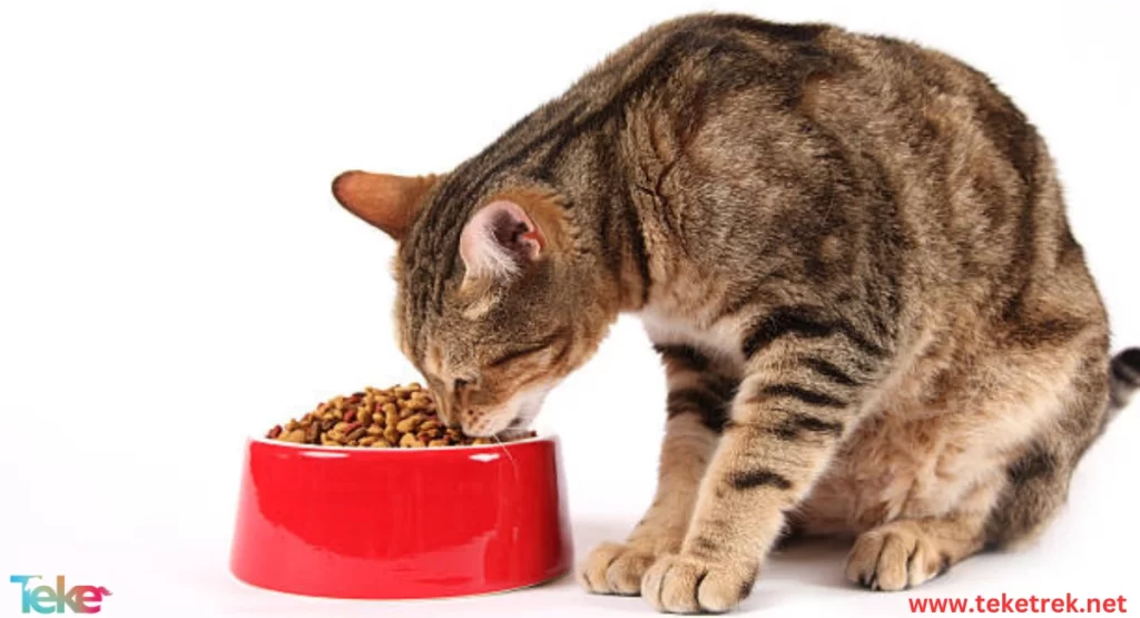 Best Cat Food