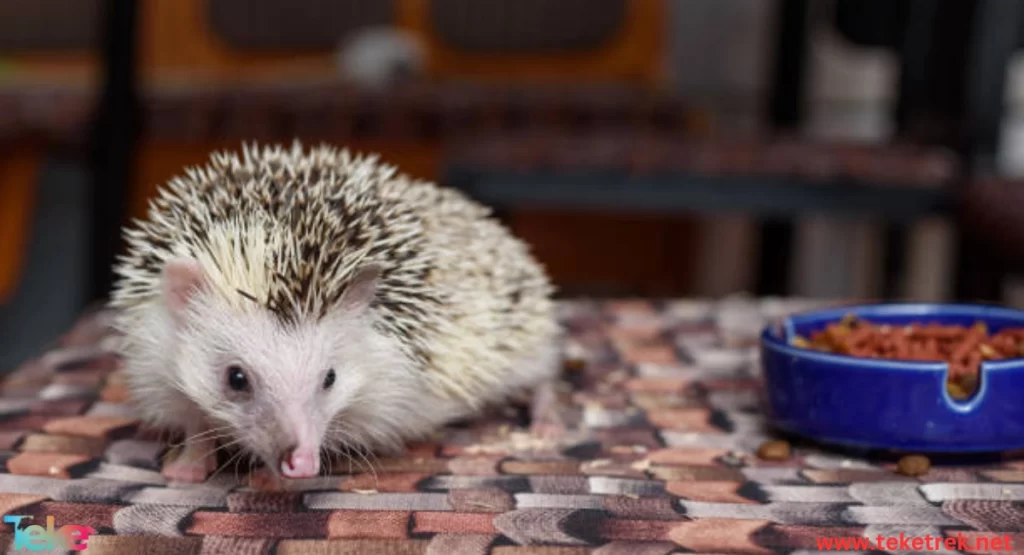 The African hedgehog