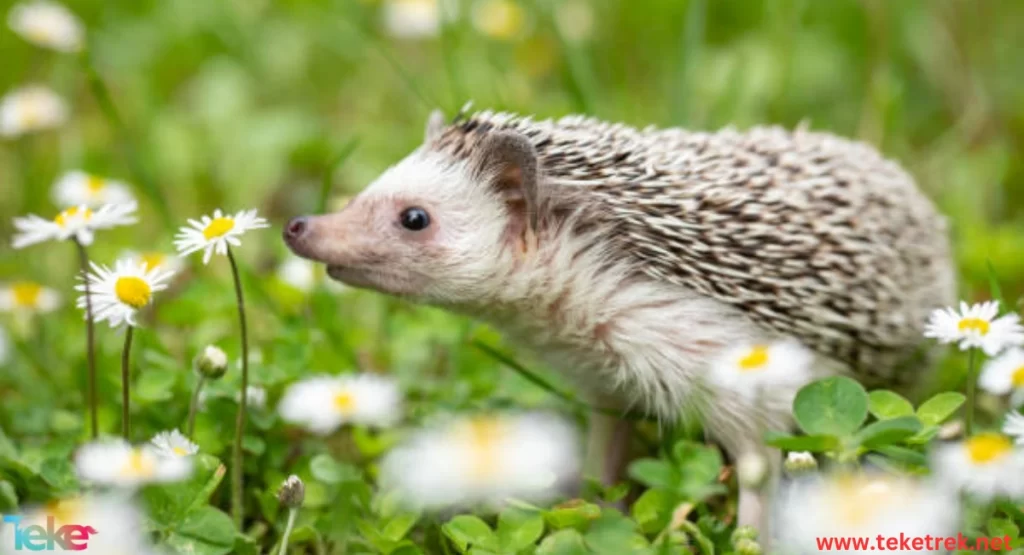 The African hedgehog