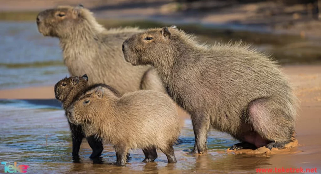  the capybara
