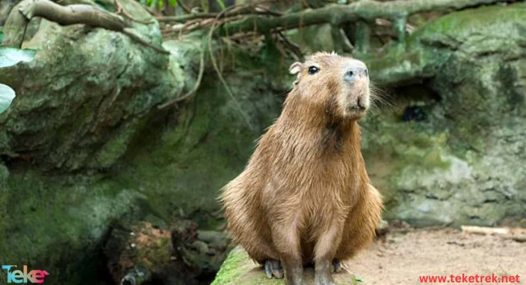  the capybara
