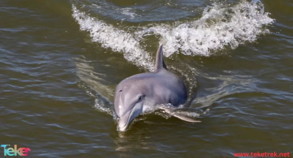 The Ganges river dolphin