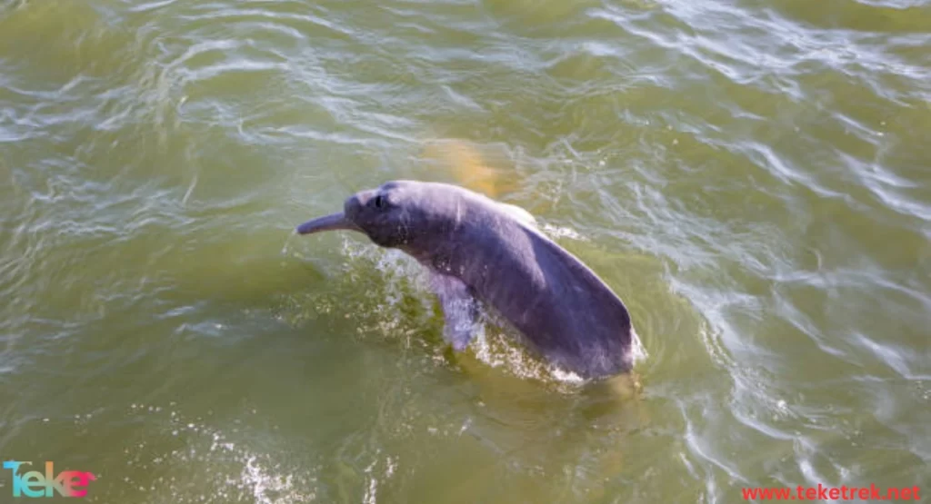 The Ganges river dolphin