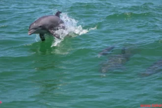 The Ganges river dolphin