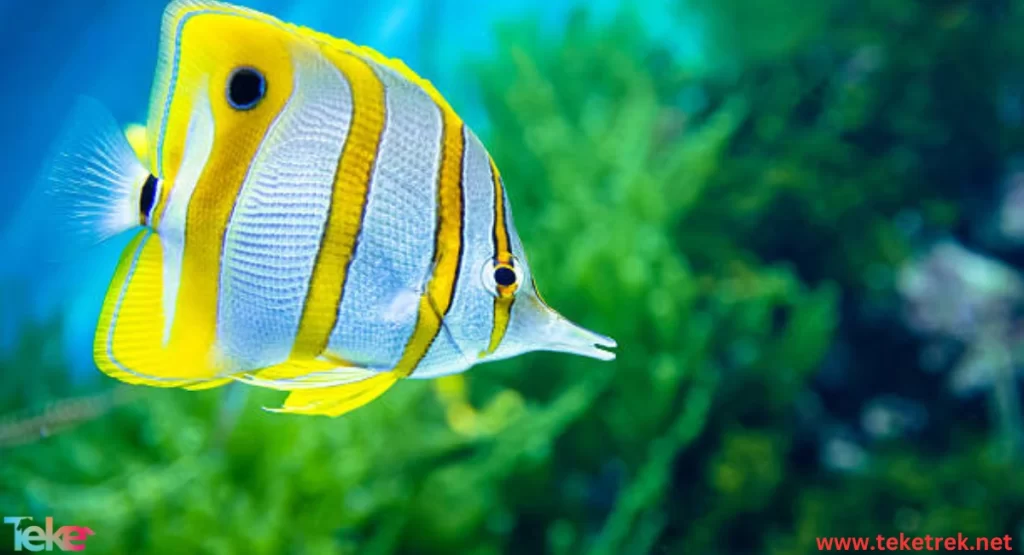 Butterfly fish 