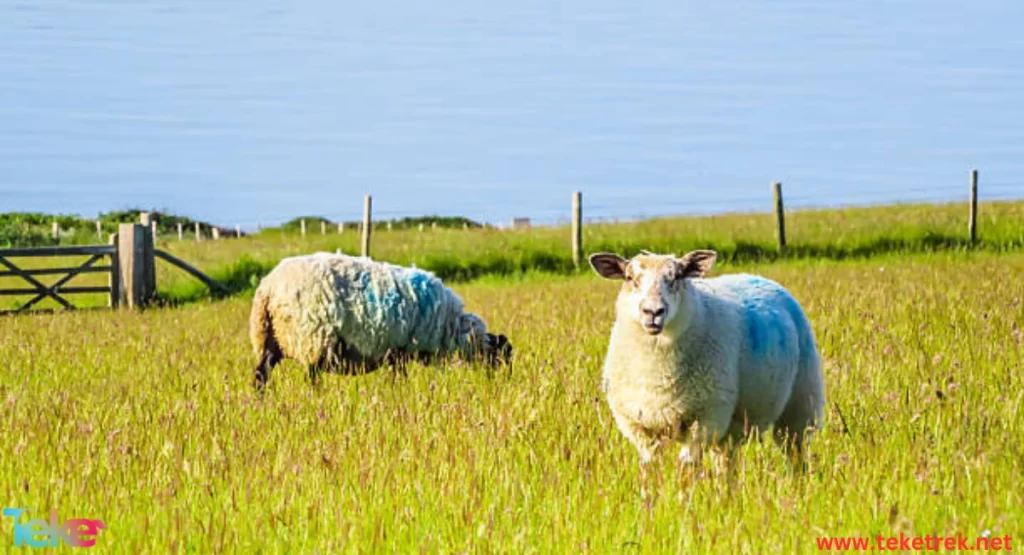 The Hampshire Down Sheep